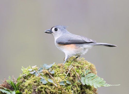 Острохохлая синица -Tufted Titmouse