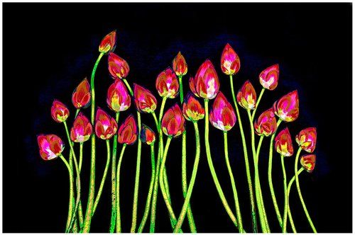 Lotus photographer