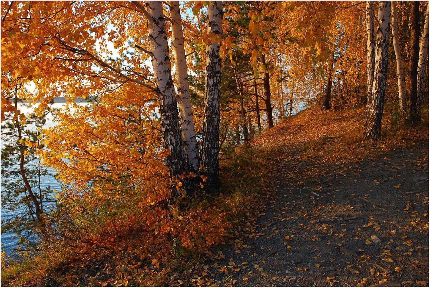 осень,берег,берёзы, Кондратьев Алексей