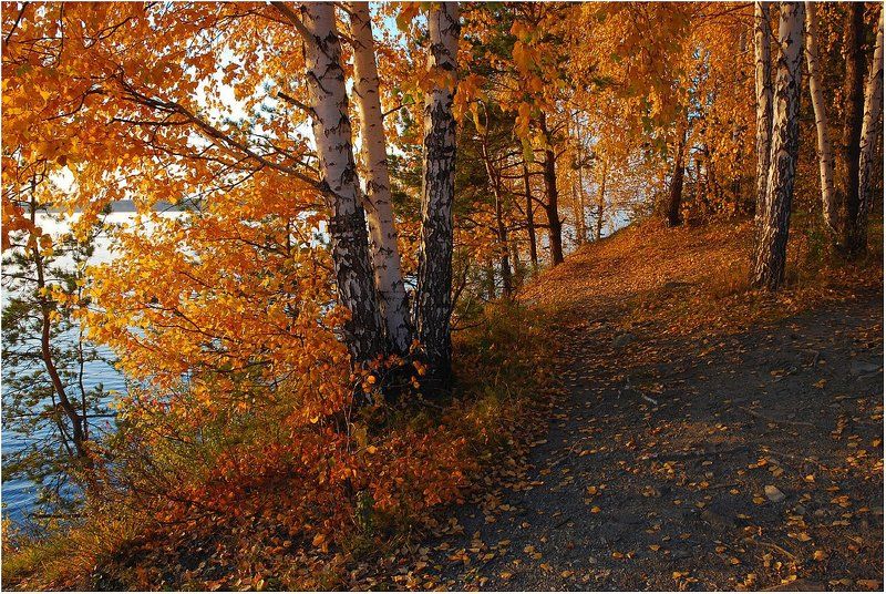 осень,берег,берёзы Золотые осени мгновения... фото превью