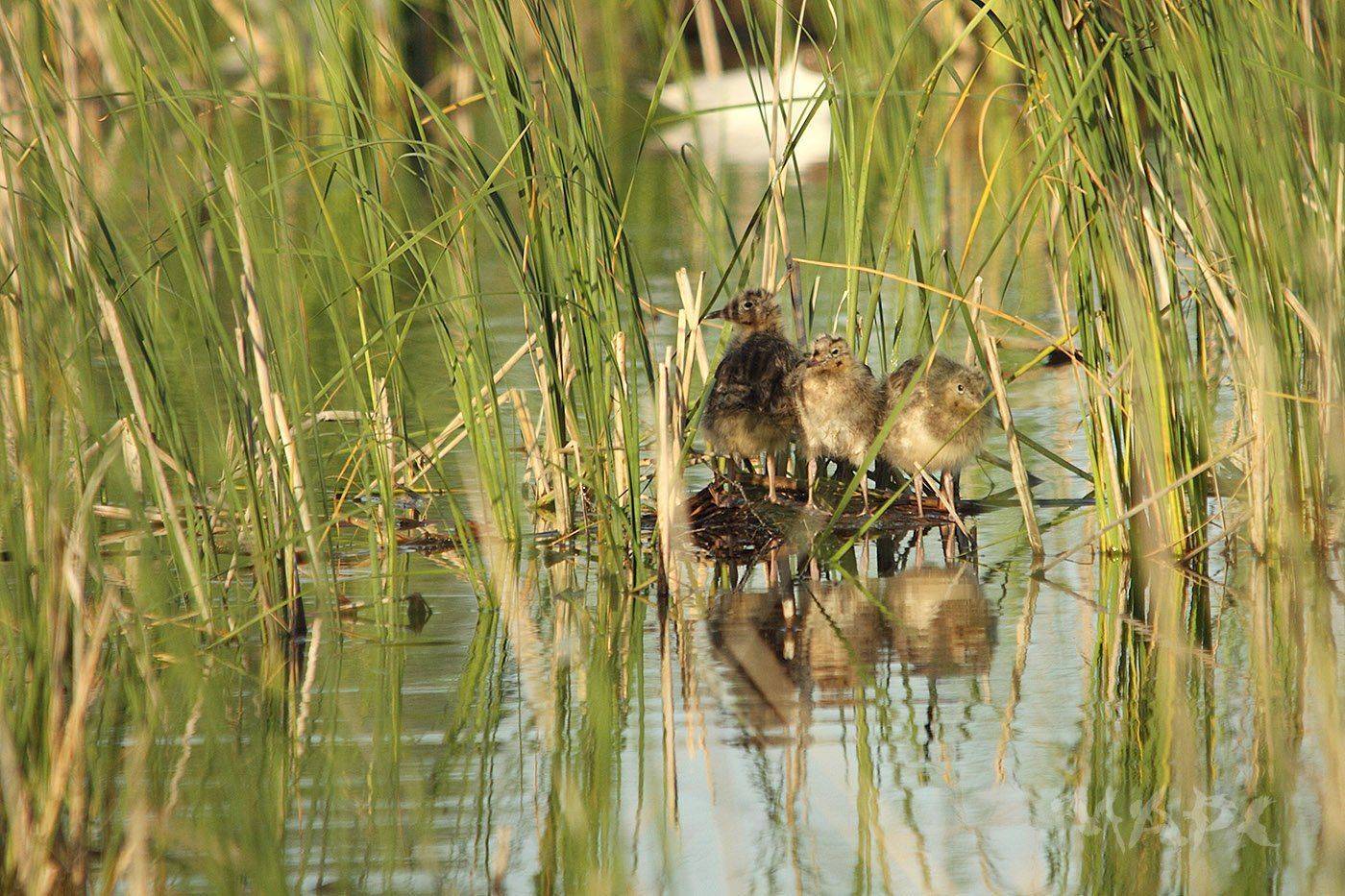 животные птицы птенцы чайки озеро, Шангареев Марс