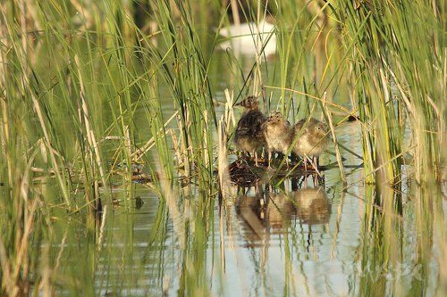 Трое на острове