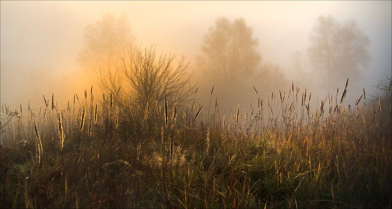 осень, туман, утро, солнце Осеннее утро. фото превью
