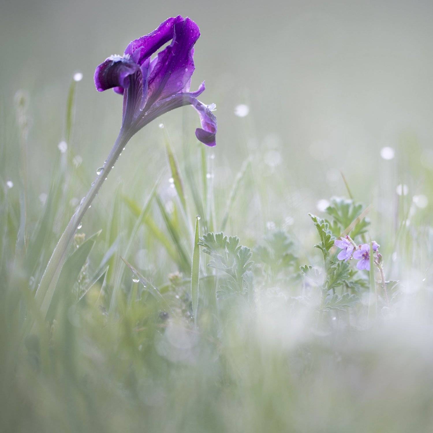 ирис,цветок,природа,макро,растения, Александр Иванов