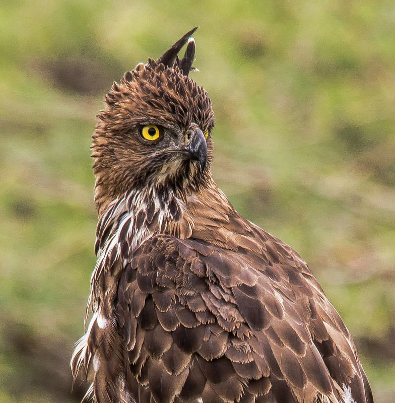 changeable hawk eagle фото превью