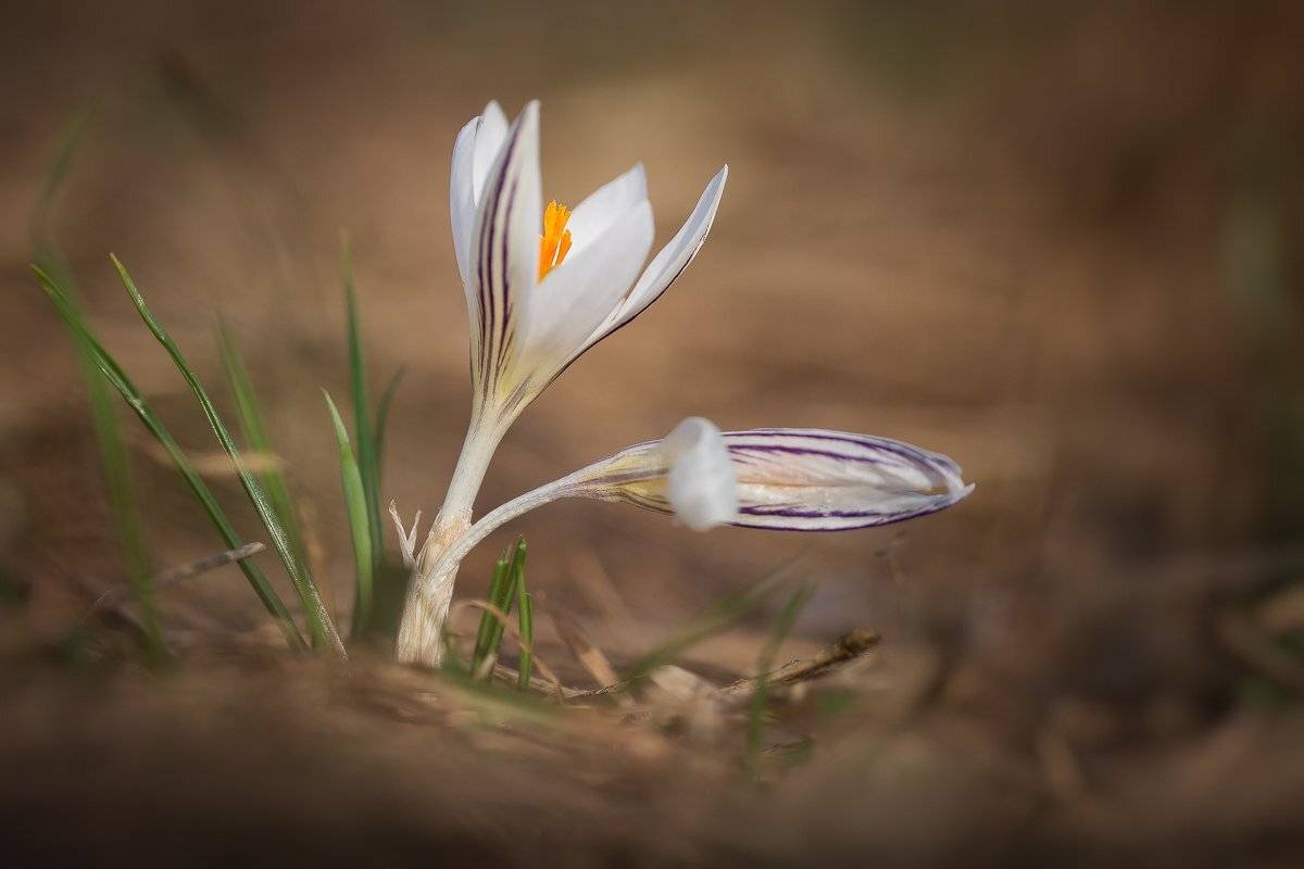 , Nicolae Fanurie Chirobocea