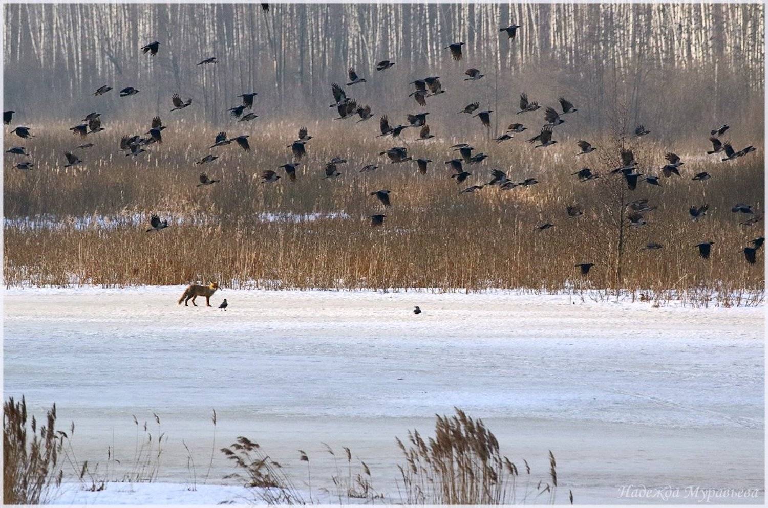 вороны, corvus cornix, обыкновенная лисица, vulpes vulpes,  весна, Надежда Муравьёва