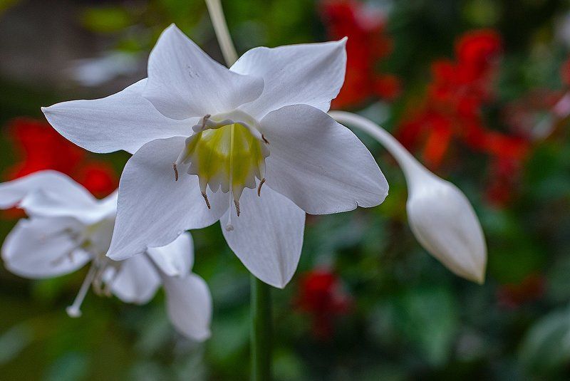 Цветочки... фото превью