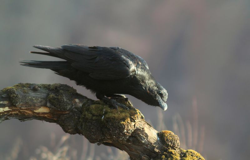 Ворон. фото превью