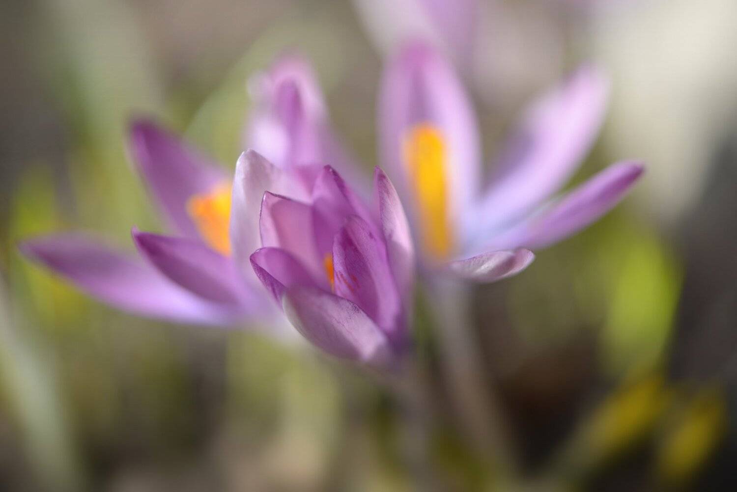 природа, макро, весна, цветы, крокус,, Неля Рачкова