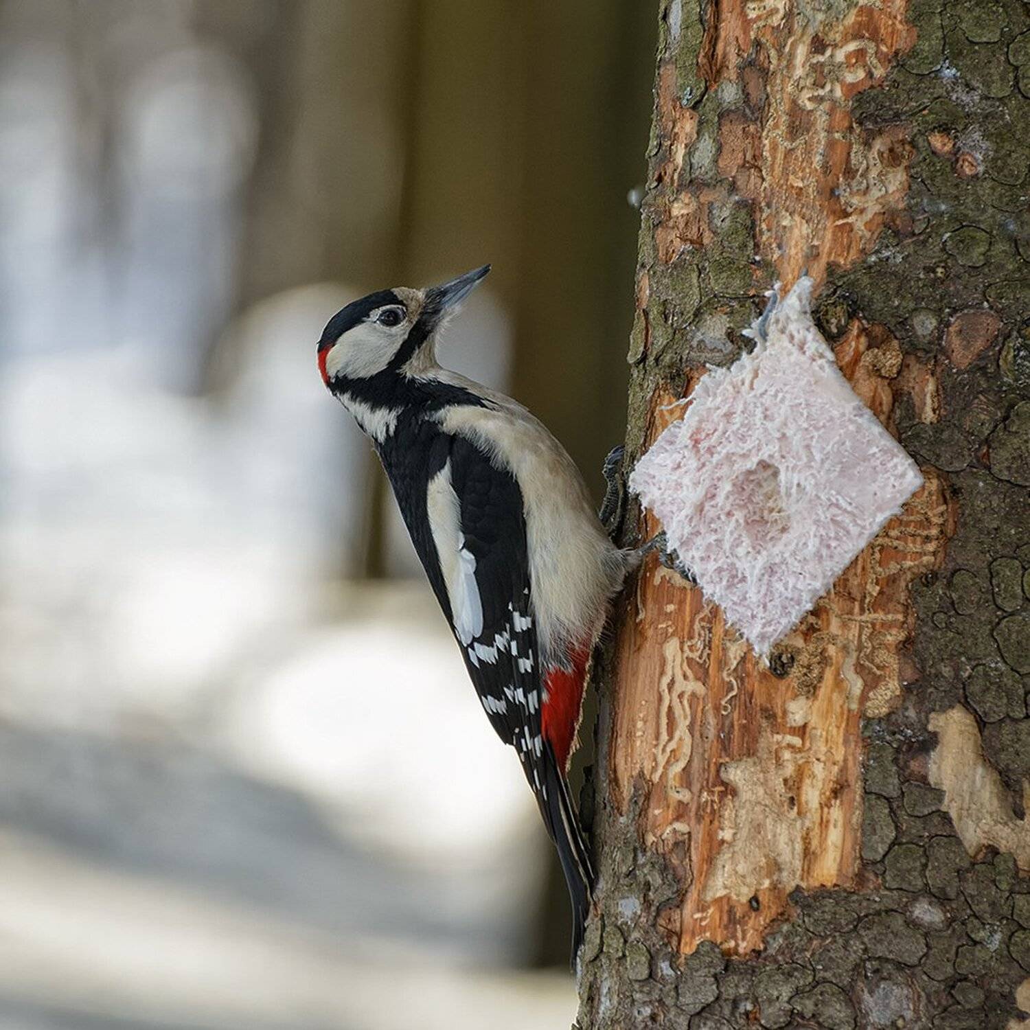, Анатолий Зверев