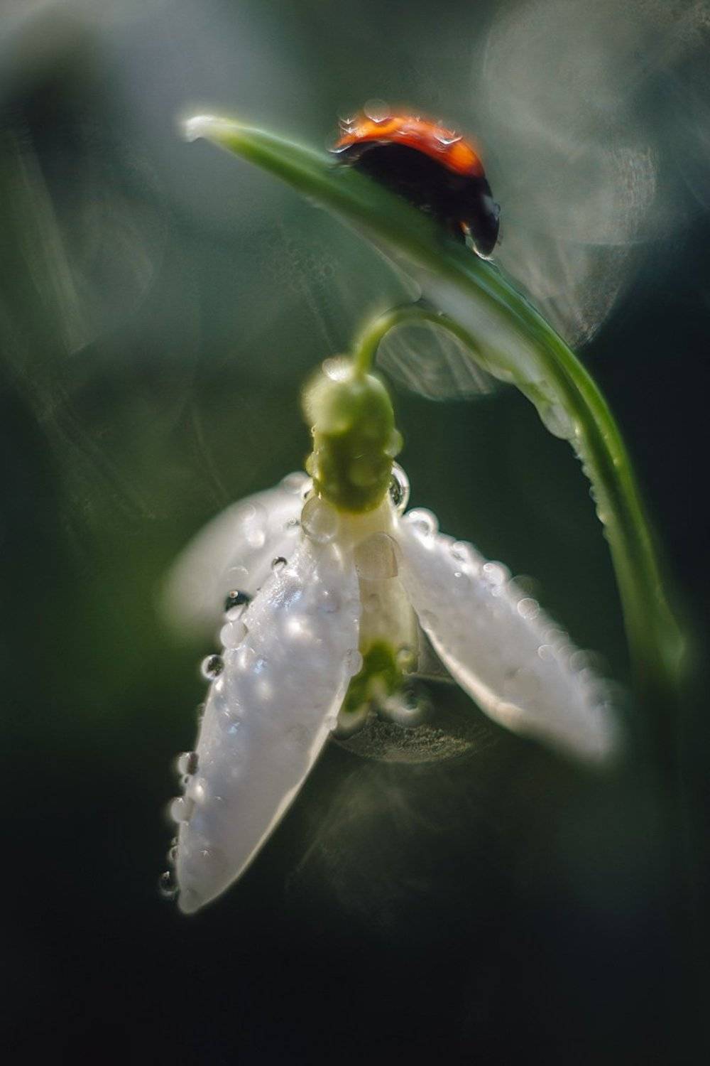 , Шидловская-Вашкевич Татьяна