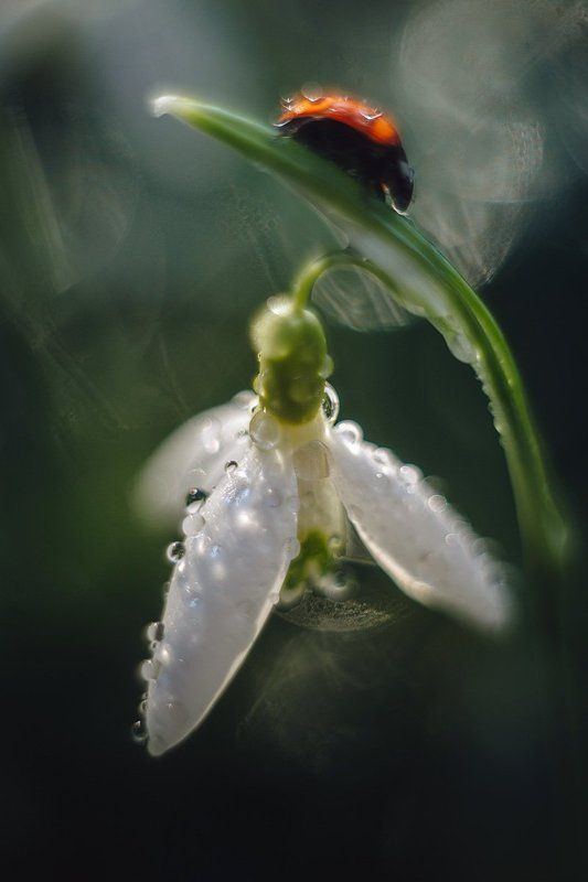 Первоцветы фото превью