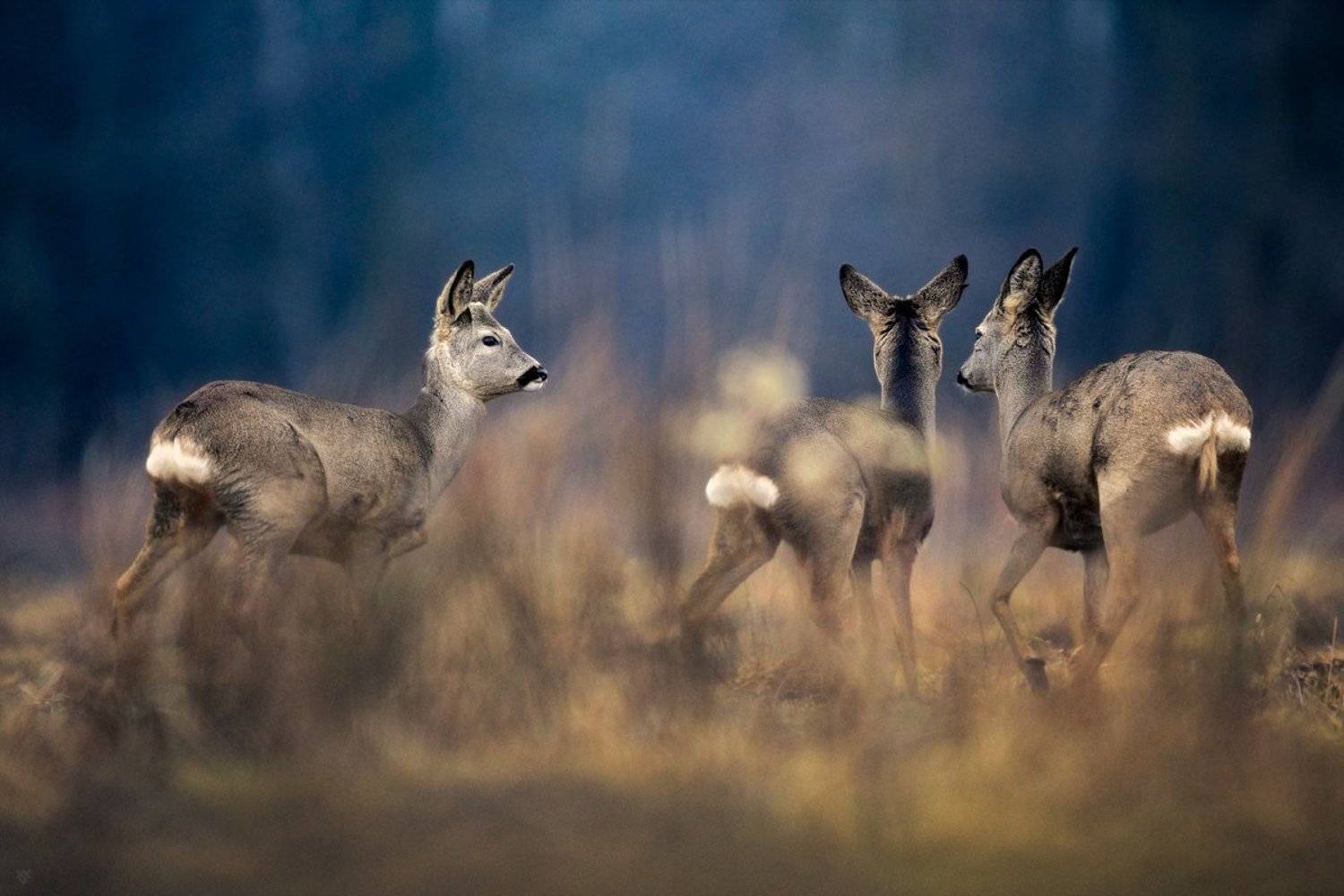 roe-deers, wildlife, field,trio, Wojciech Grzanka