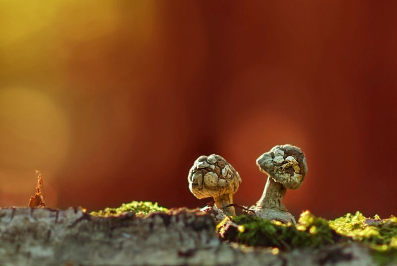 Выжившие фото превью