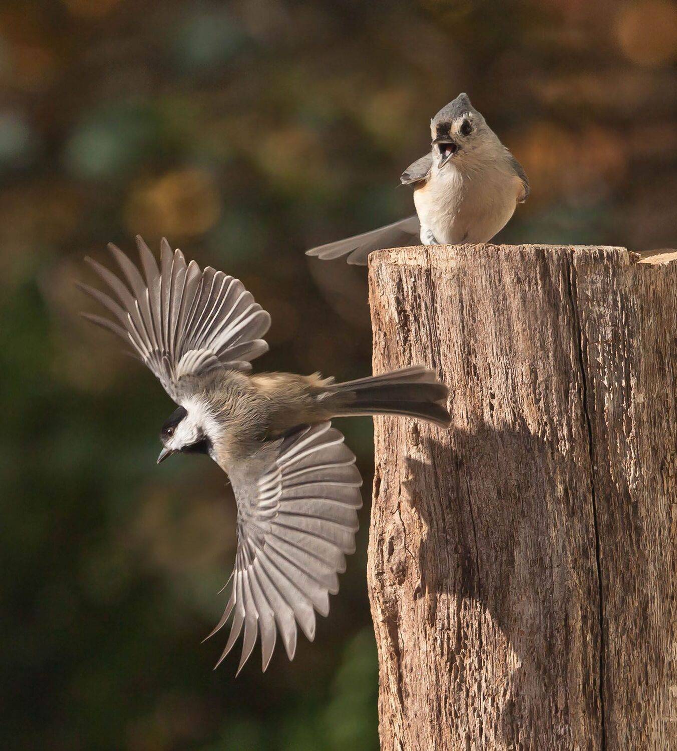 природа,птицы,животные,синички,фотоохота,, Антонина