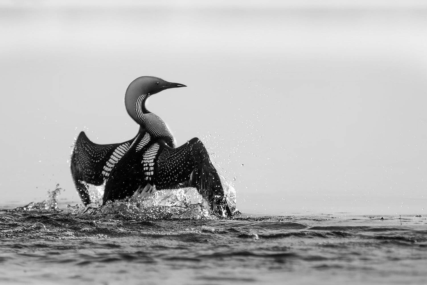 гагара, Виктор