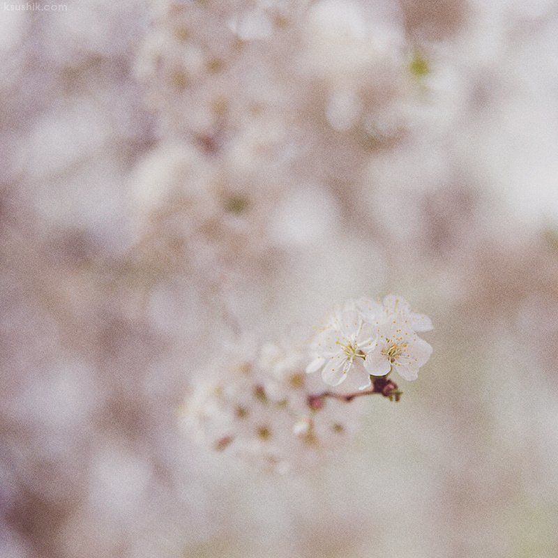 Spring фото превью