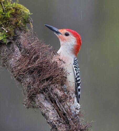 Каролинский меланерпес - Red-bellied Woodpecker