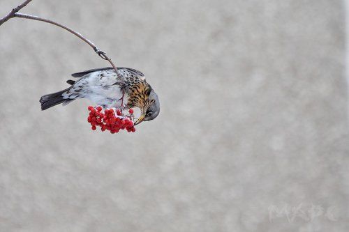 Дрозд рябинник