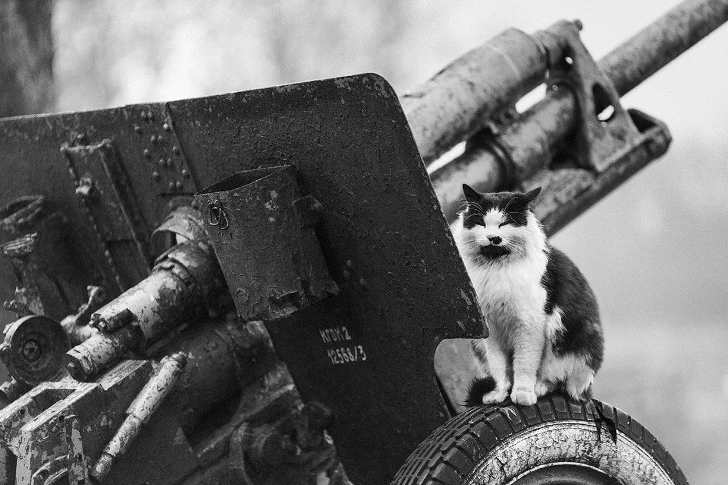 , Алексей Шамашов