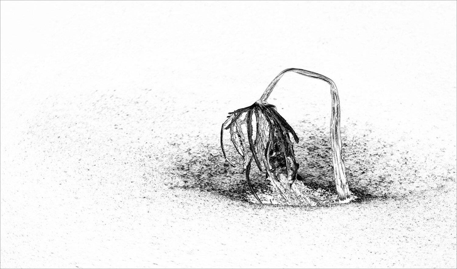 lotus, CHOI  JEONG KYU