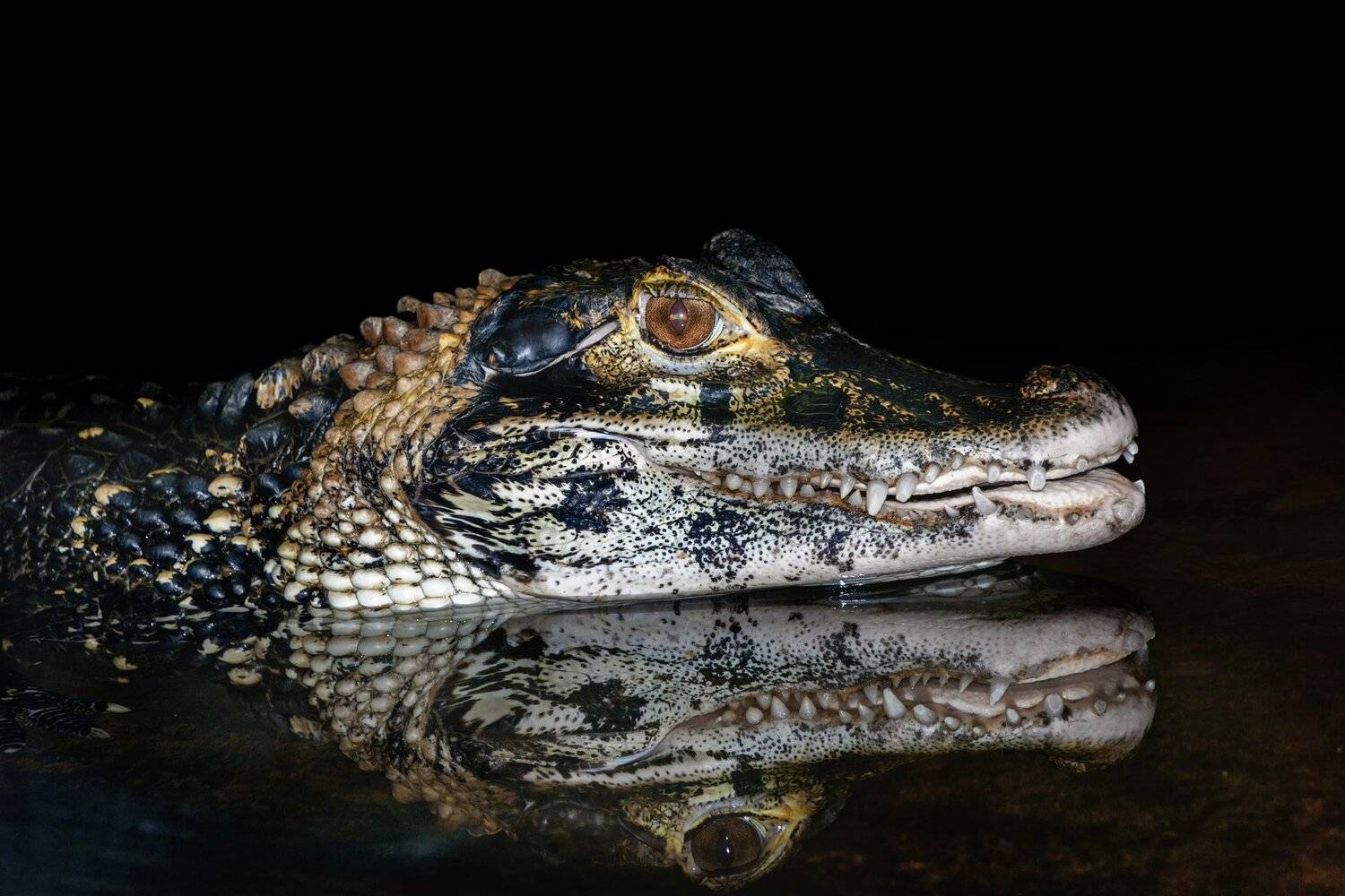 , Олег Богданов