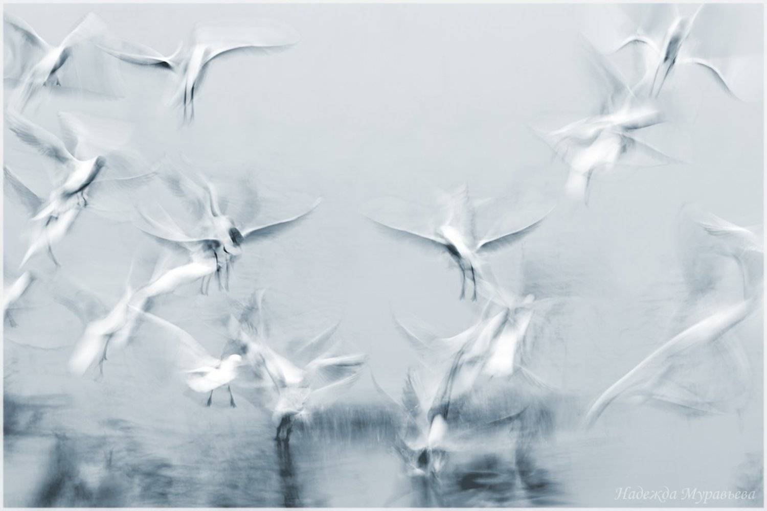 озёрная, чайка, larus, ridibundus, Надежда Муравьёва