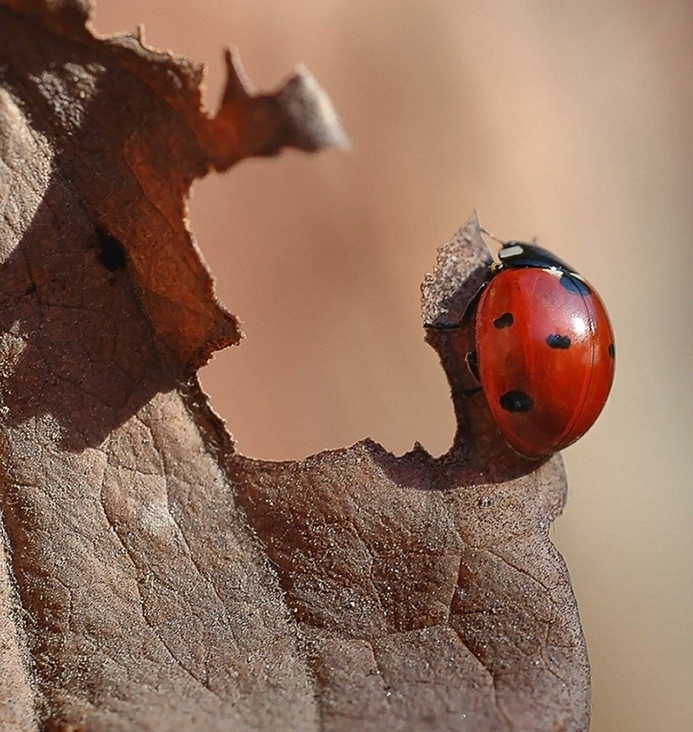 природа, макро, зима, оттепель, жук, божья коровка, Неля Рачкова