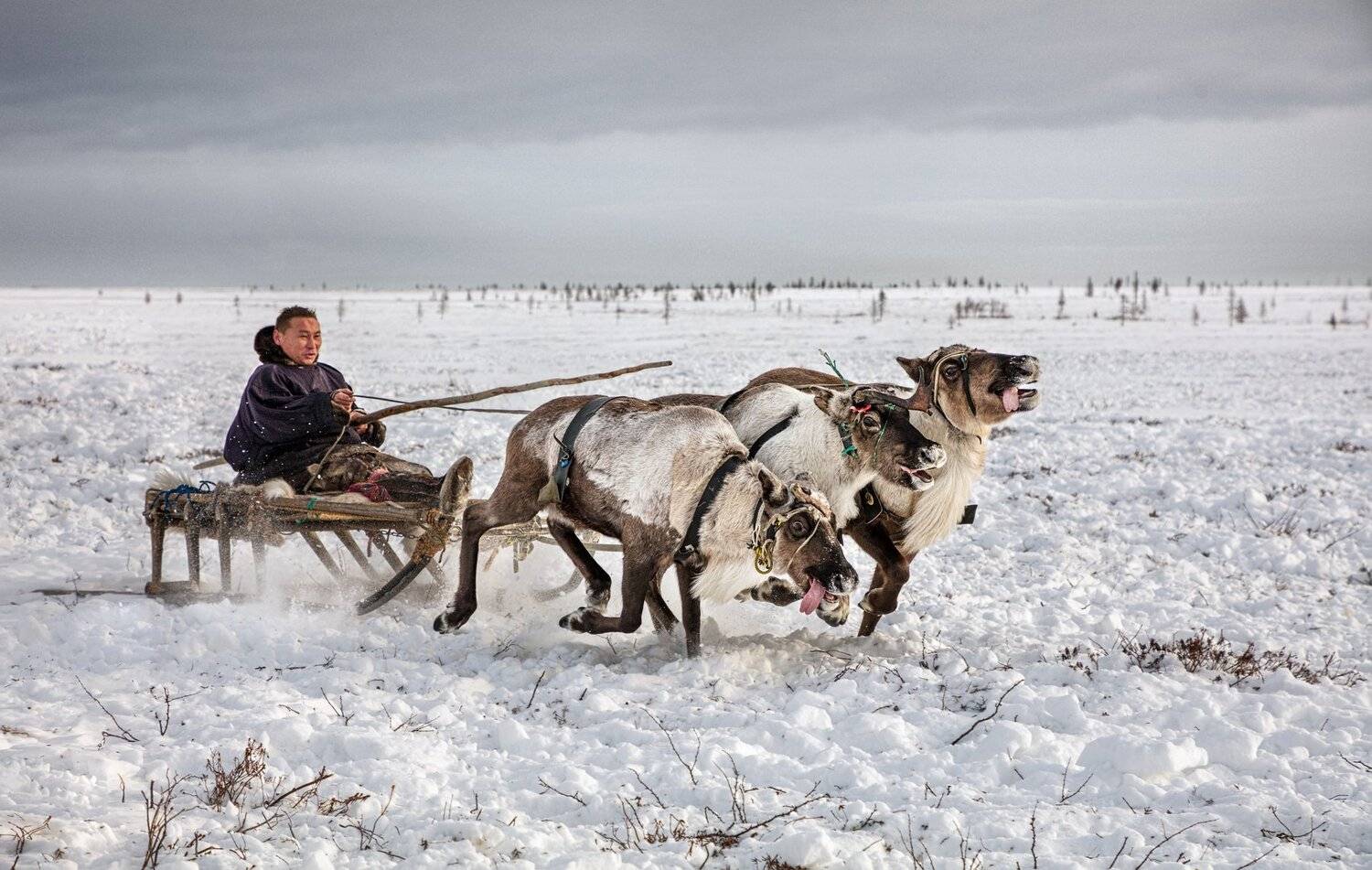 Ямал, олени, тундра, Алексей Сулоев