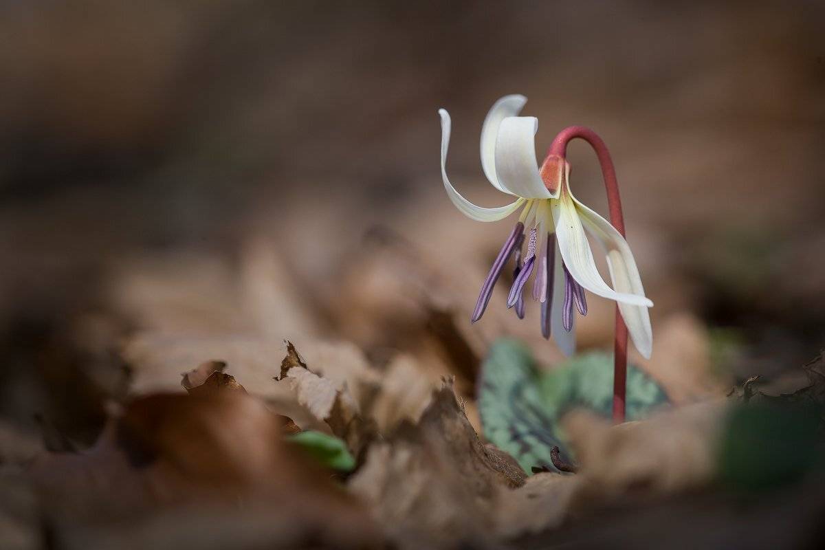 , Nicolae Fanurie Chirobocea