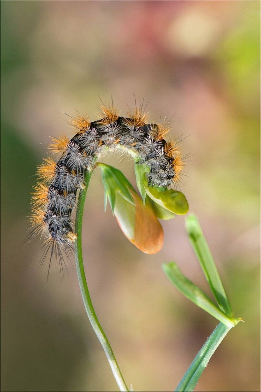 гусеница, цветок, утро, март, Людмила Бекман
