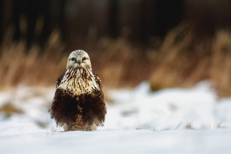 ... фото превью