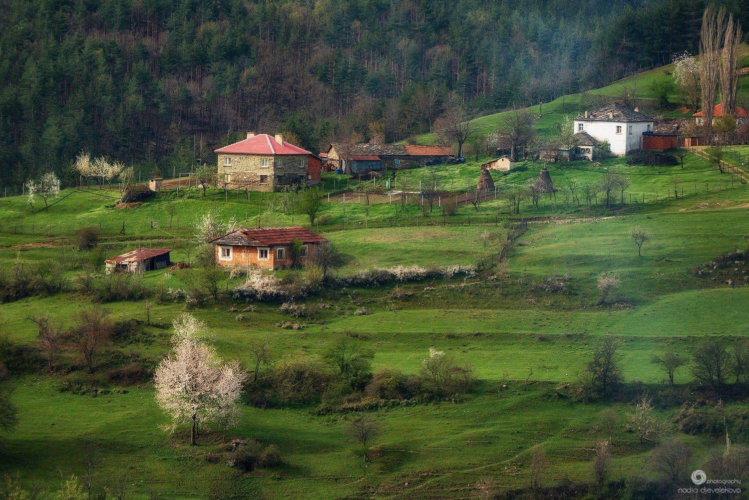 , Надя Джевелекова