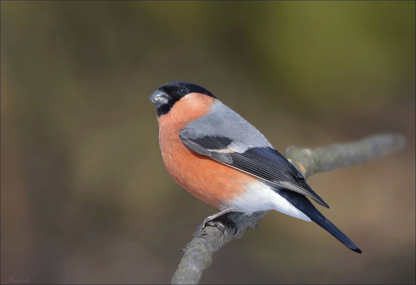 снегирь, Андрей Медведев
