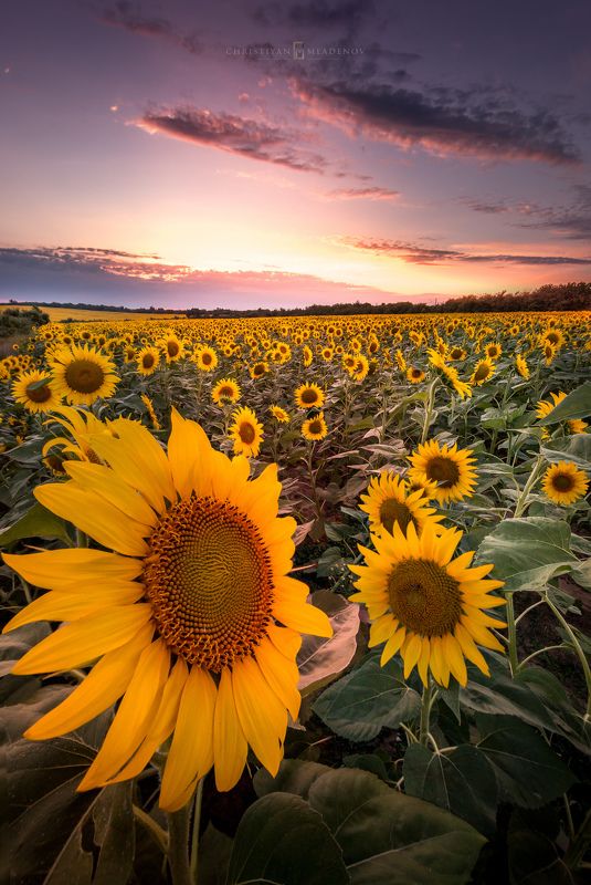 landscape, sunflowers, sunset, summer, nature, colors, sky, clouds, field, calm, light, magic hour, golden hour Relax :) фото превью