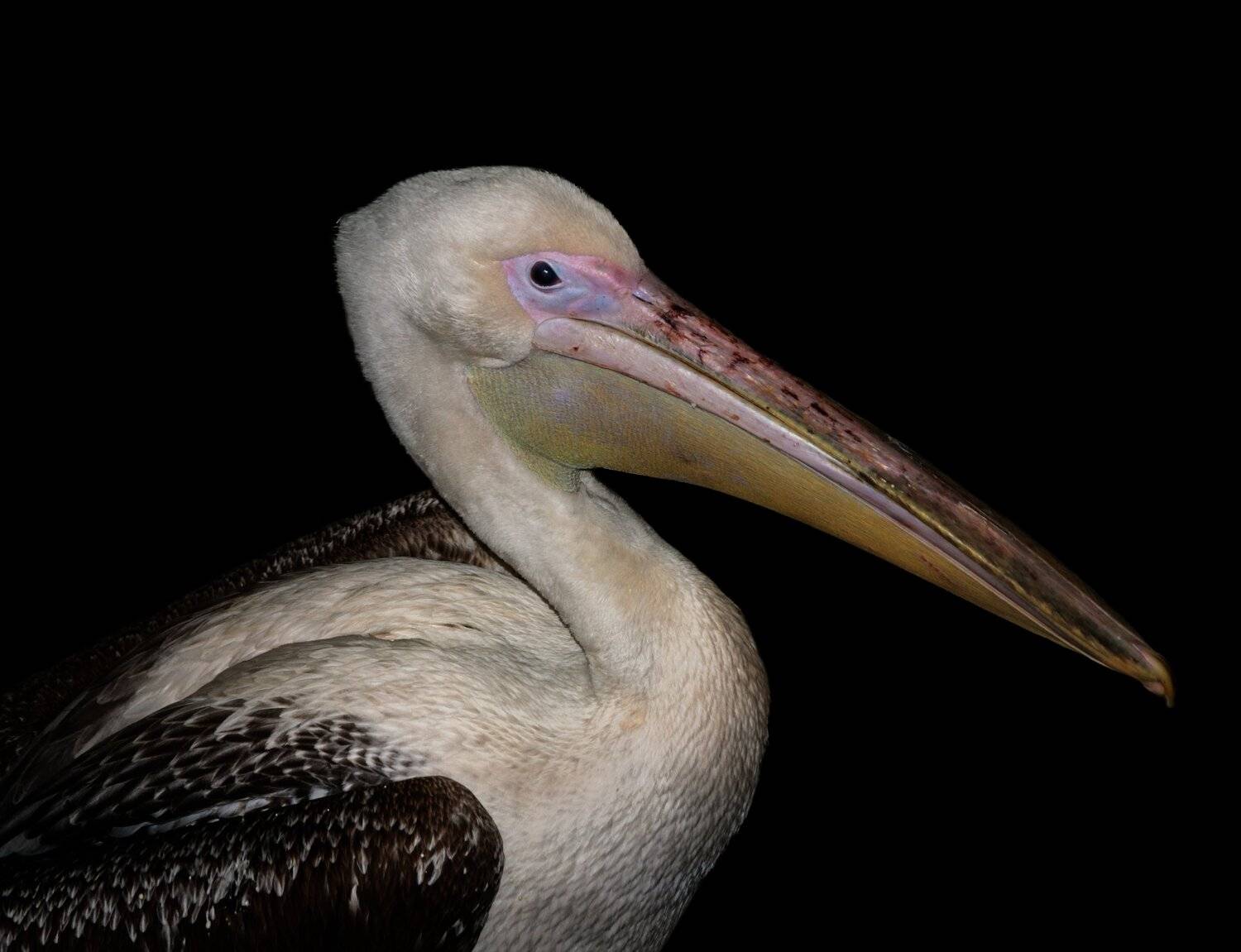 , Олег Богданов