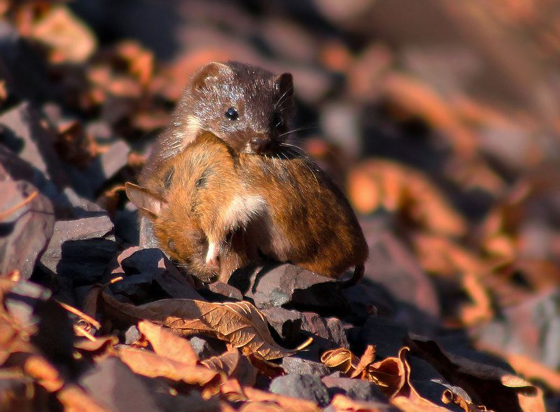 Ласка с добычей. фото превью
