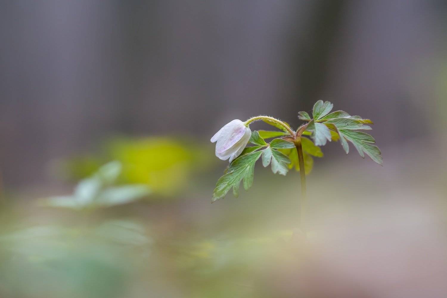 , Шинкарева Елена