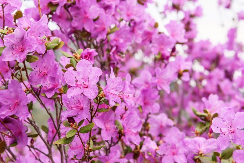 цветы, рододендрон, rhododendron ledebour, flowers С Праздником! фото превью
