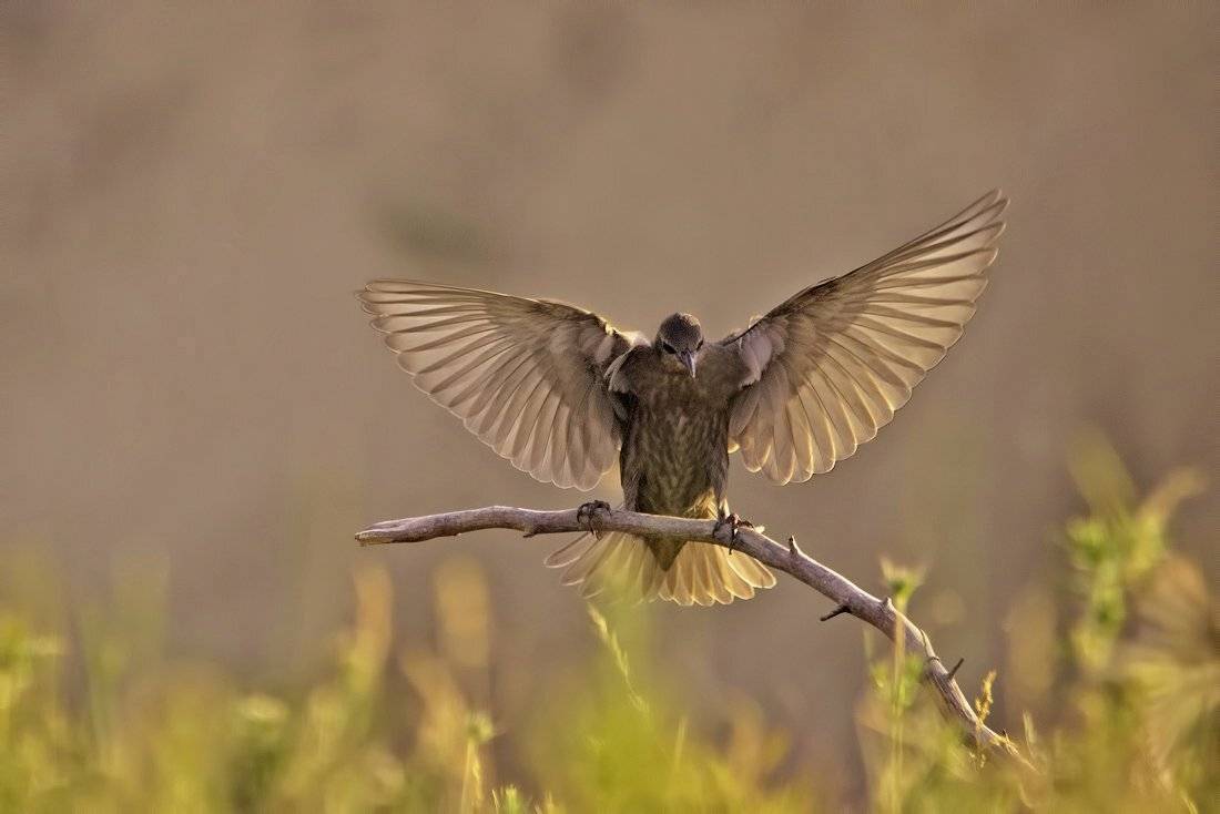 , Евгени Стефанов