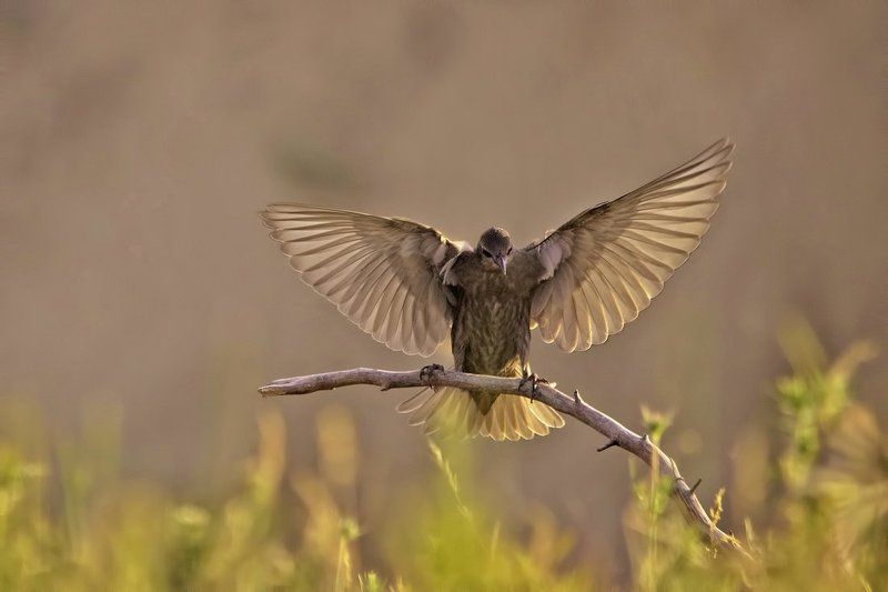 Я красавчик фото превью