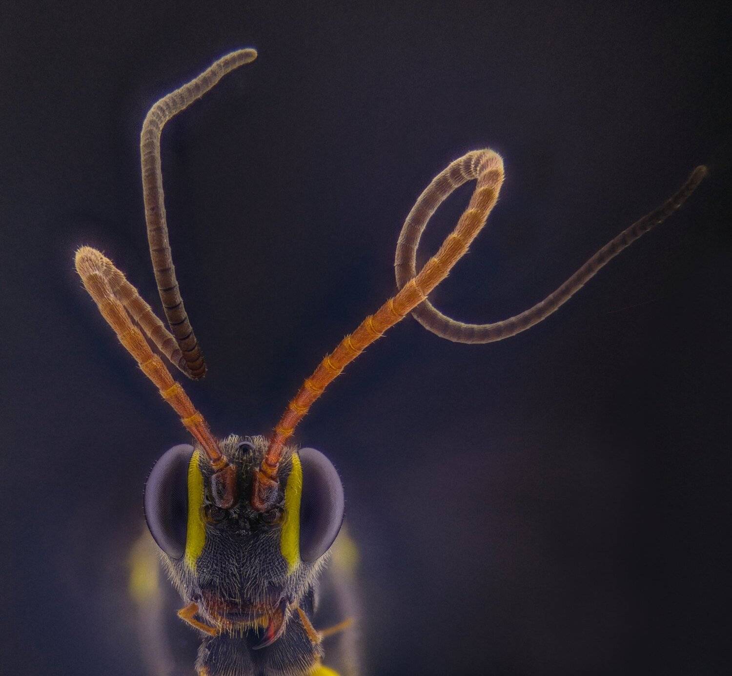 ceclii,macro,lgg4, Tsvetan Ganev