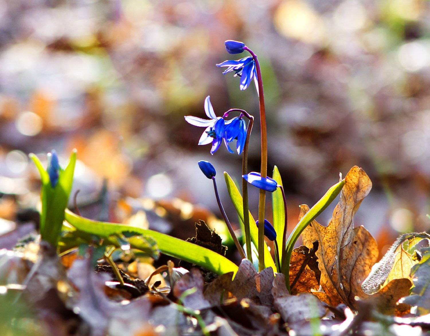 , Александр Индыло