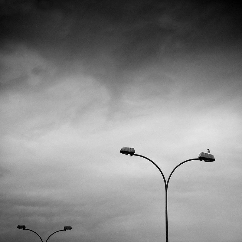 L\'oiseau фото превью