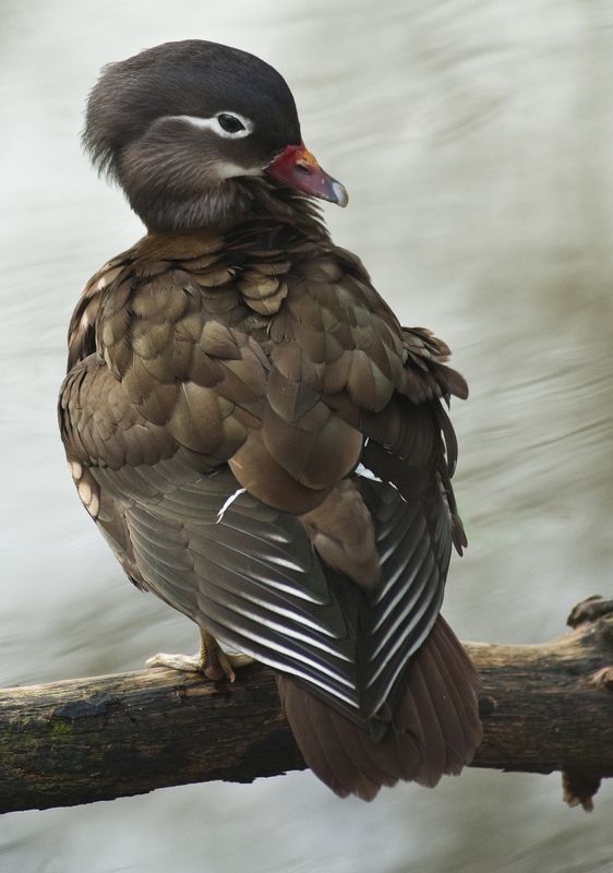 Mandarin Duck* фото превью