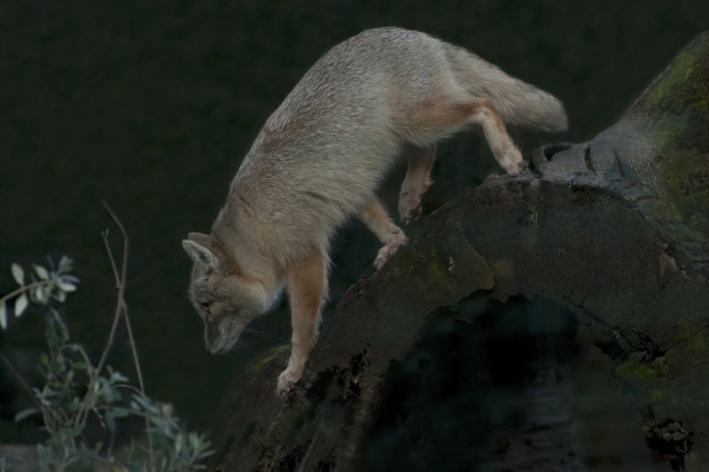 Young fox фото превью