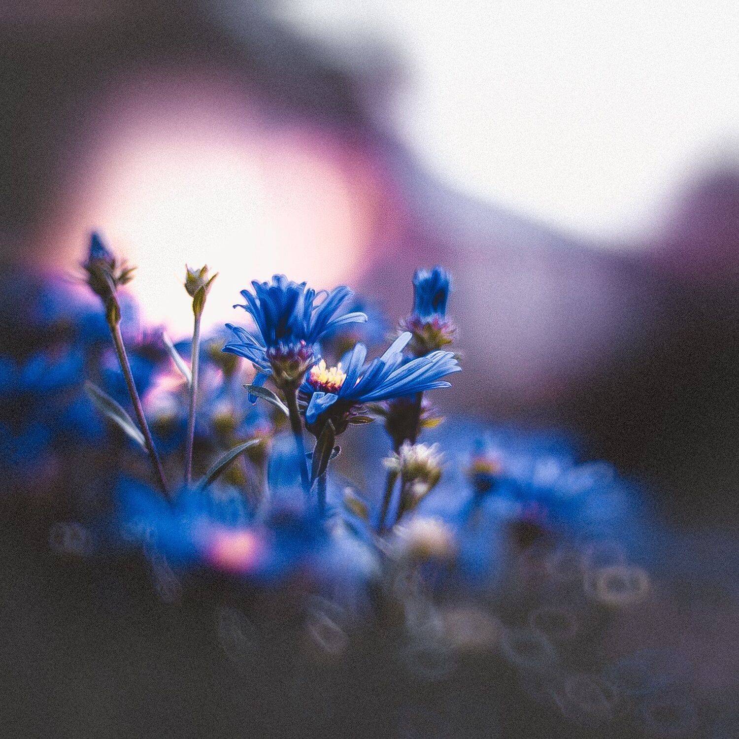 цветы, Манченко Кристина