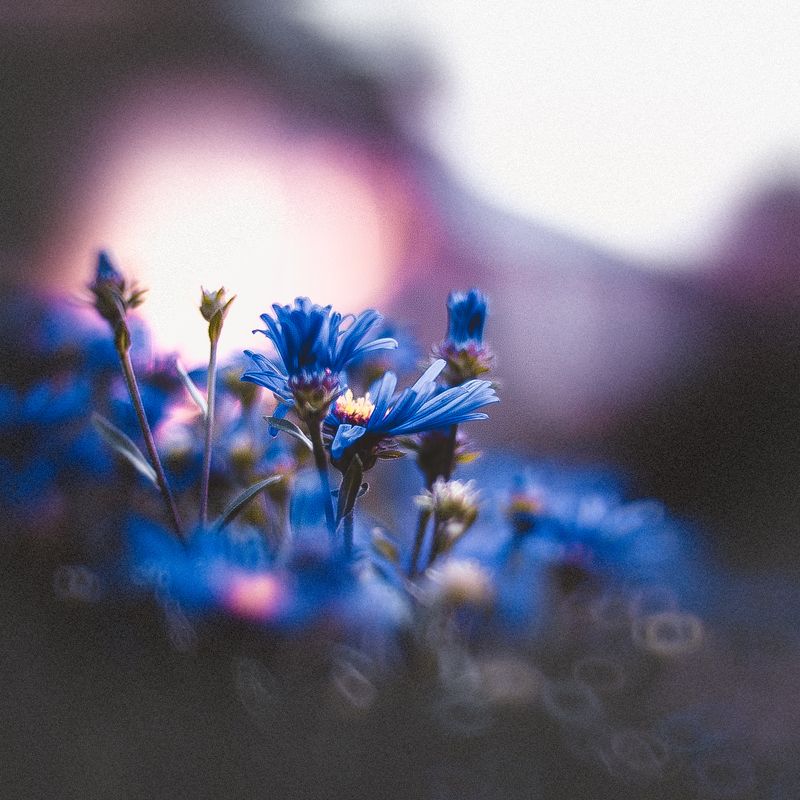 цветы Цветы фото превью