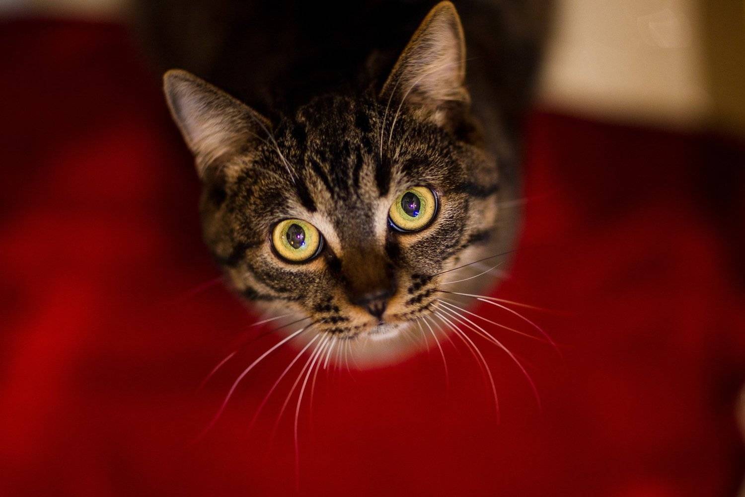 , Дуюнов Максим